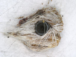 Air gun pellet from cow
