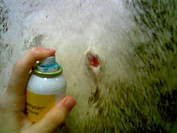 Wound on cow
