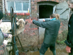 Alix de-horning a heifer