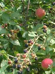 Apple and blackberry "tree"