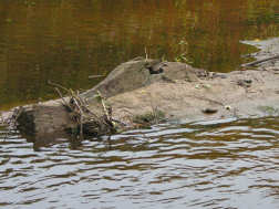 Large timber in the river