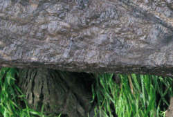 Closeup of timber surface