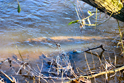 Submerged timber