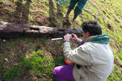 Further slots in the timber