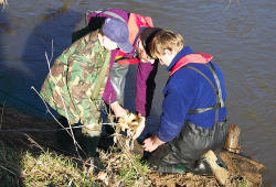 Securing timber with harness to pull it up the bank