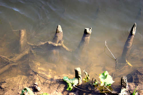 Danger "Stakes " Look before you leap