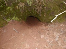 Entrance to the Badger sett