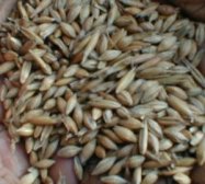 Barley before milling