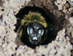 Miner bee close up
