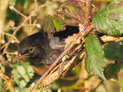 Blackbird in the brambles