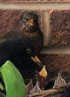 Dad joins in feeding young