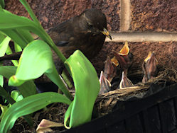 Blackbird mum feeds chicks