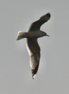 Blackheaded Gull in flight