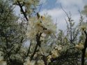 Blackthorn in flower