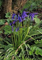 Bluebell