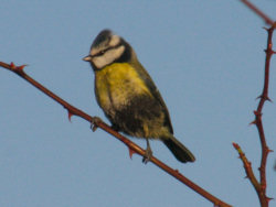 Blue tit in need of a bath