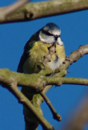 Blue tit looking down on me