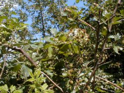 Bee on bramble flower (honest there is one...)