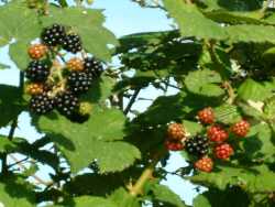 Blackberries