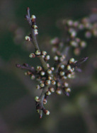 Budding Black Thorn