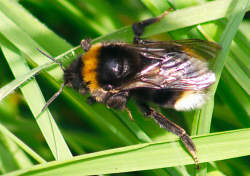 Bumble bee in the grass