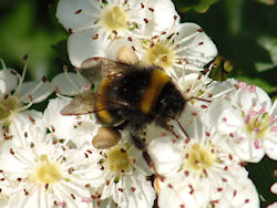 Bumble bee gathers nectar from hawthorn