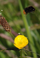 Bumblebee takes off from buttercup