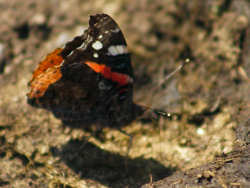 A Red Admiral butterfly drinking!