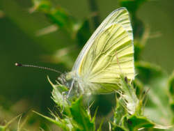 A Green-veined Butterfly