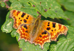 Comma butterfly