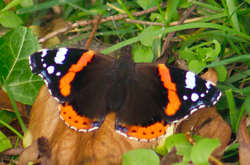 Red Admiral butterfly
