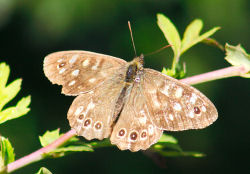 Speckled wood buttefly