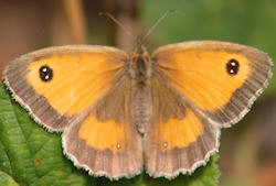 Gatekeeper butterfly