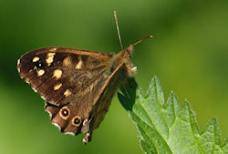 Speckled Wood butterfly