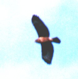 Soaring Buzzard