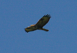 Buzzard