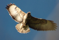 Common buzzard