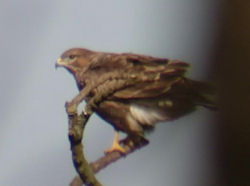 Buzzard in tree