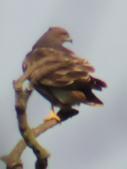 Buzzard in tree
