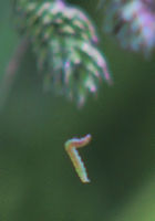 Flying Caterpillar