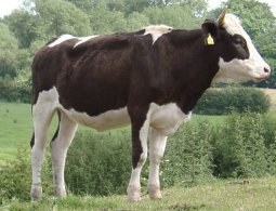 Hey,  are you the guy who fell off the loo?    What was that about beef burgers