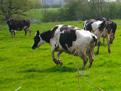 Wheeee - one happy cow