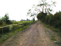Hedge alongside the cattle drive