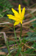 03 March - first celandine