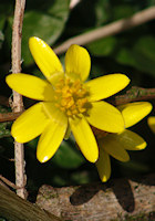 Celandine