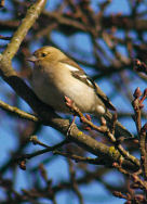 Female Chaffinch