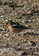 Chaffinch on cattle drive