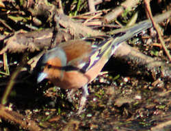 Male Chaffinch