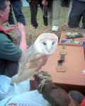 Barn Owl