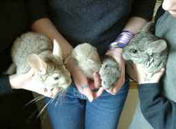 I dont care what the CSA say, I demand a DNA test!!!